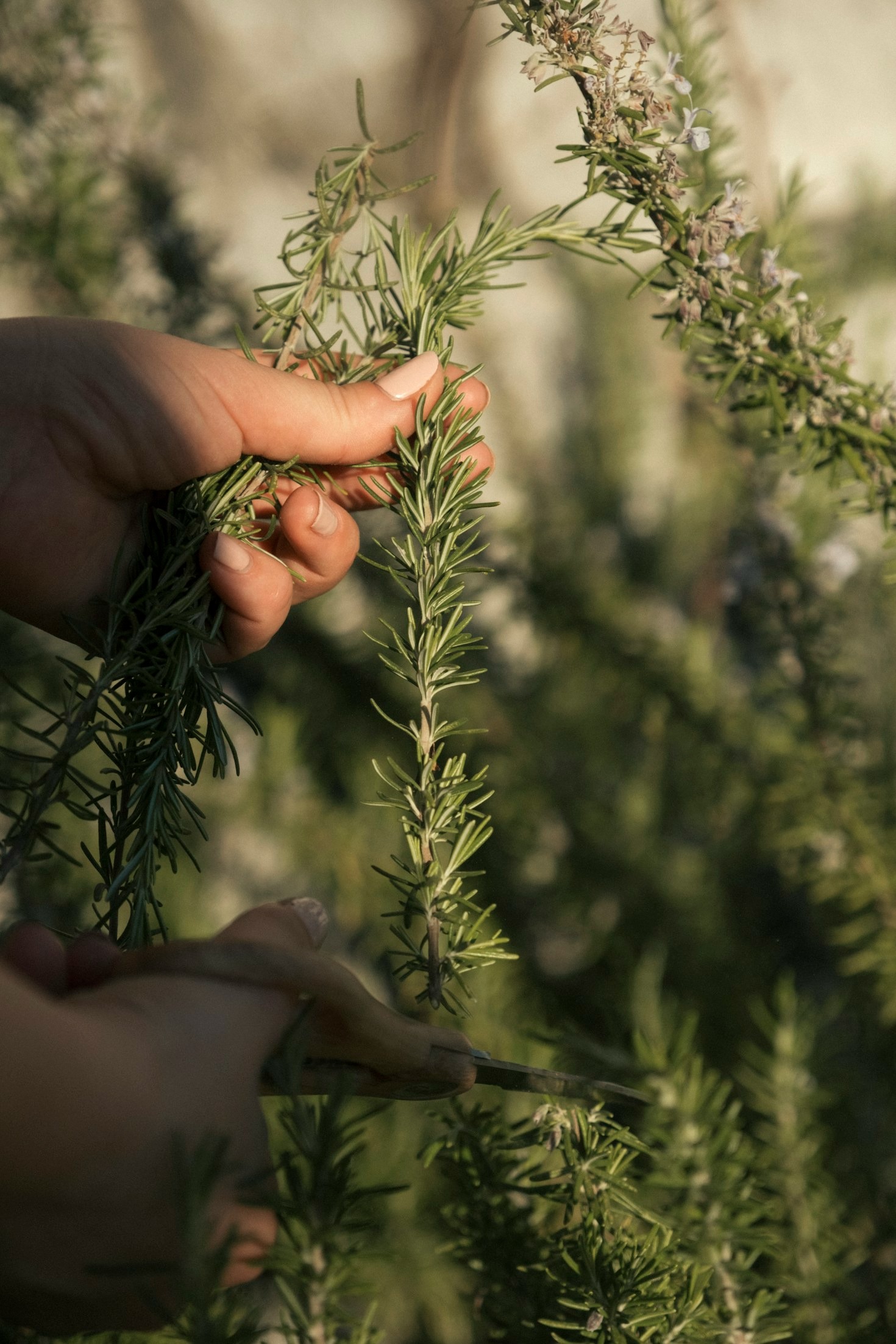 Sustainable Farming Practices: What They Mean for You